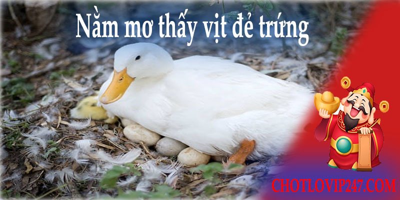 Nằm mơ thấy vịt đẻ trứng